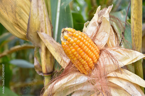 Maize or corn which is ripe, has dark yellow and ready for harvesting by native corn farmers.