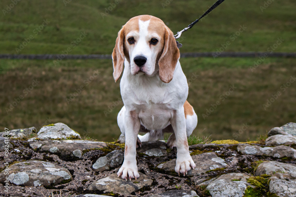 A Beagle dog sitting on a wall