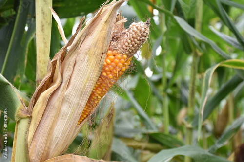 Maize or corn which is ripe, has dark yellow and ready for harvesting by native corn farmers.