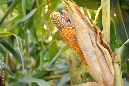Maize or corn which is ripe, has dark yellow and ready for harvesting by native corn farmers.