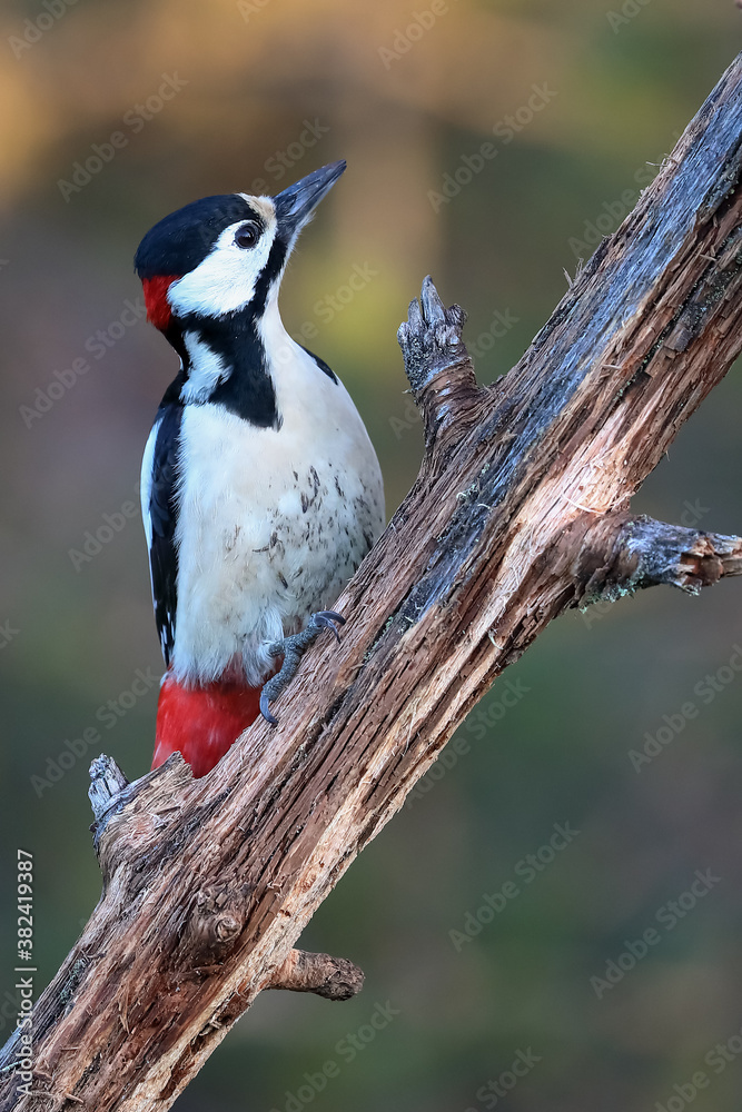Fototapeta premium great spotted woodpecker