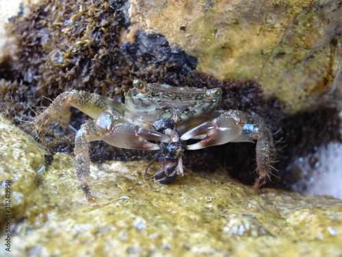 crab on rock