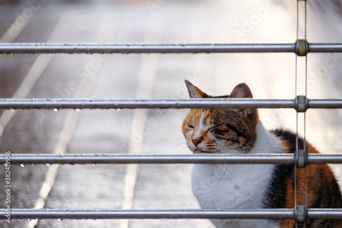 野良猫　雨宿り
Stray cat shelter from the rain