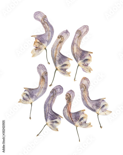 Pressed and dried flowers aconitum. Isolated on white background. For use in scrapbooking, pressed floristry or herbarium © svrid79