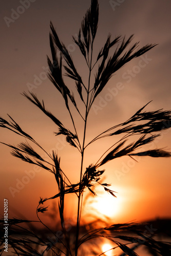 landscape photography of beautiful orange autumn sunset above the lake on the background with silhouette of a sedge plant with long leaves on the first plan in the dusk