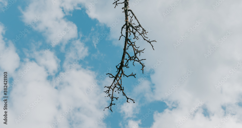 tree branches against blue sky with clouds tree branches against blue sky with clouds