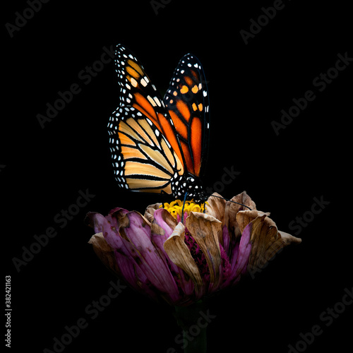 Carta da parati Farfalle - Carta da parati Monarch butterfly  36890