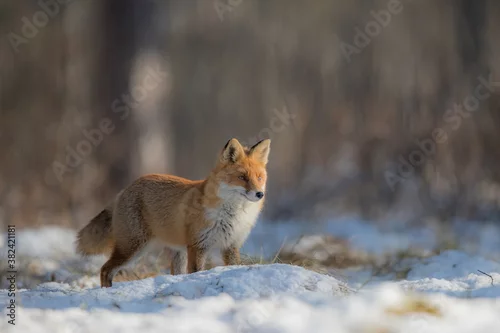Fototapeta samoprzylepna lis