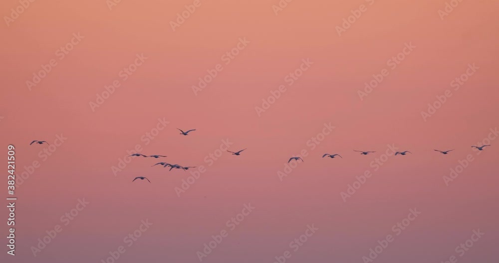 landscape with many birds in the sky against sunset , 
bird silhouette in red sky