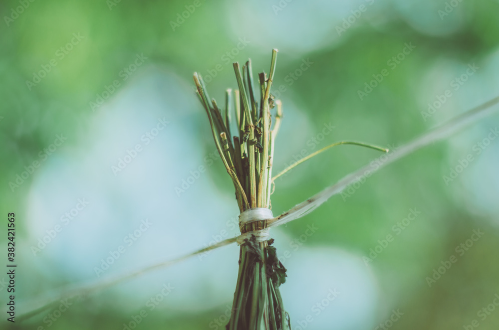 Fototapeta premium Close up of a bunch of melissa mint hanging on a rope to dry