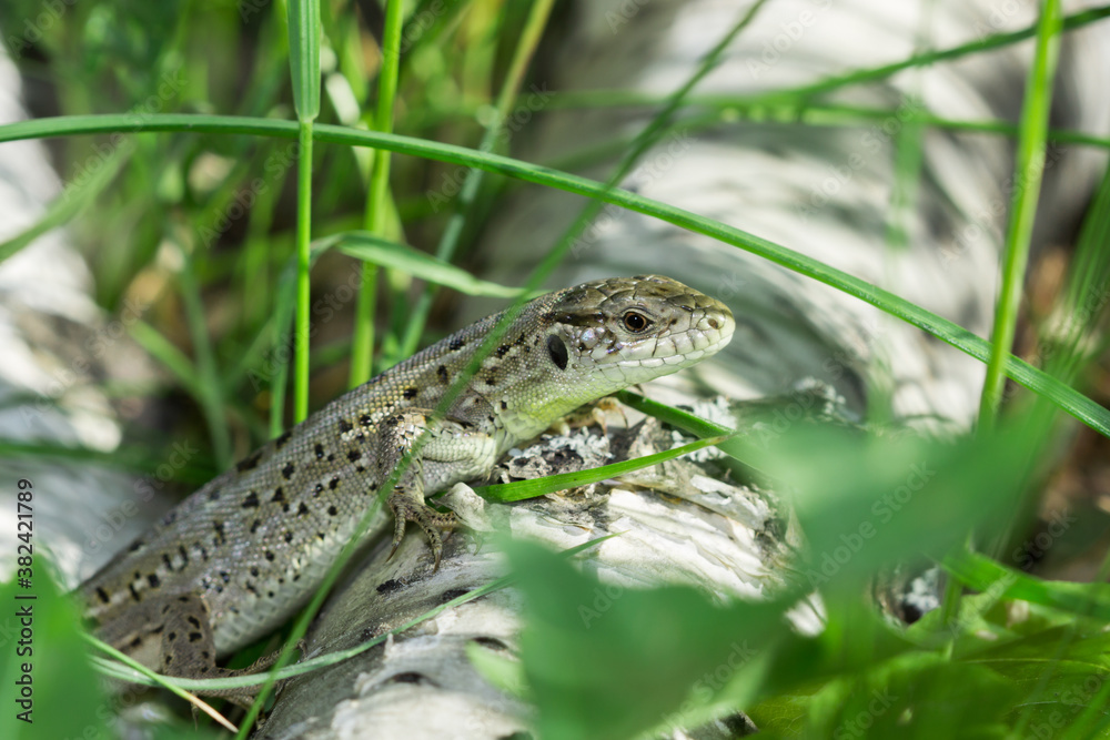 The sand lizard (lat. Lacerta agilis), of the family Lacertidae, male. Samara region. The sand lizard (lat. Lacerta agilis), of the family Lacertidae, male. Samara region.