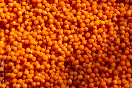 Bright orange natural background of sea buckthorn berries