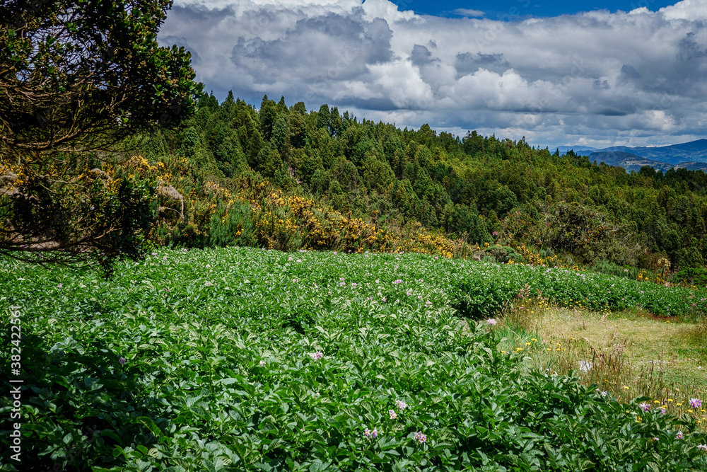 Paisajes de los cerros orientales de Bogotá via la Calera y Choachí, cultivos de papa y paisajes del campo