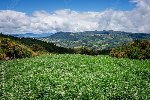 Paisajes de los cerros orientales de Bogot   via la Calera y Choach    cultivos de papa y paisajes del campo