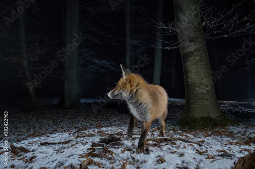 Fototapeta samoprzylepna lis