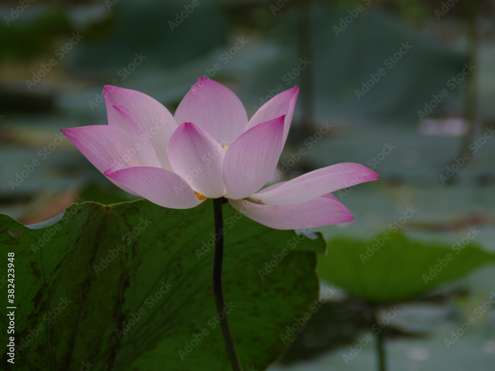 close-up lotus blossom in pond lotus. green waterlily leaf background. close-up lotus blossom in pond lotus. green waterlily leaf background.
