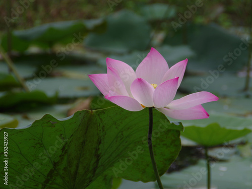 Lotus blossom in pond lotus. waterlily leaf background. photo