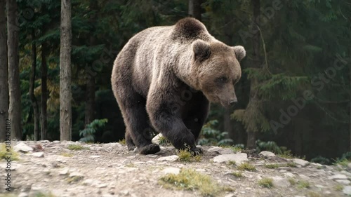 Amazing Powerful Brown Bear living walking in Wood, Wild Nature. Amazing Fur Color. Life in Forest, Home of Dangerous Animals, Freedom, Flora, and Fauna. Wild Free Life Hight in the Mountains.