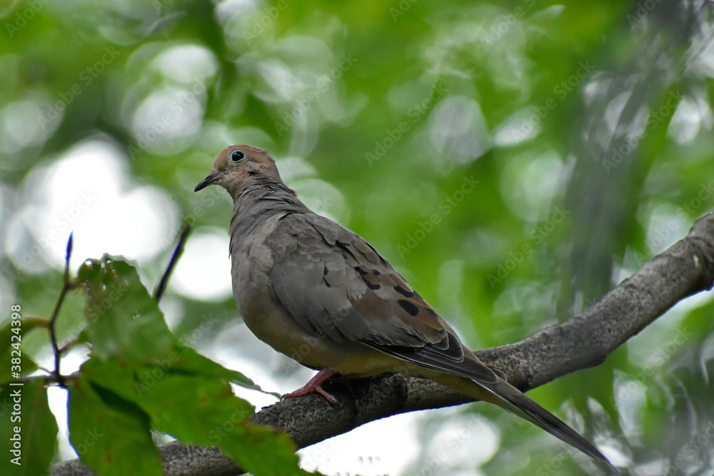 Mourning dove on a branch in summer Mourning dove on a branch in summer