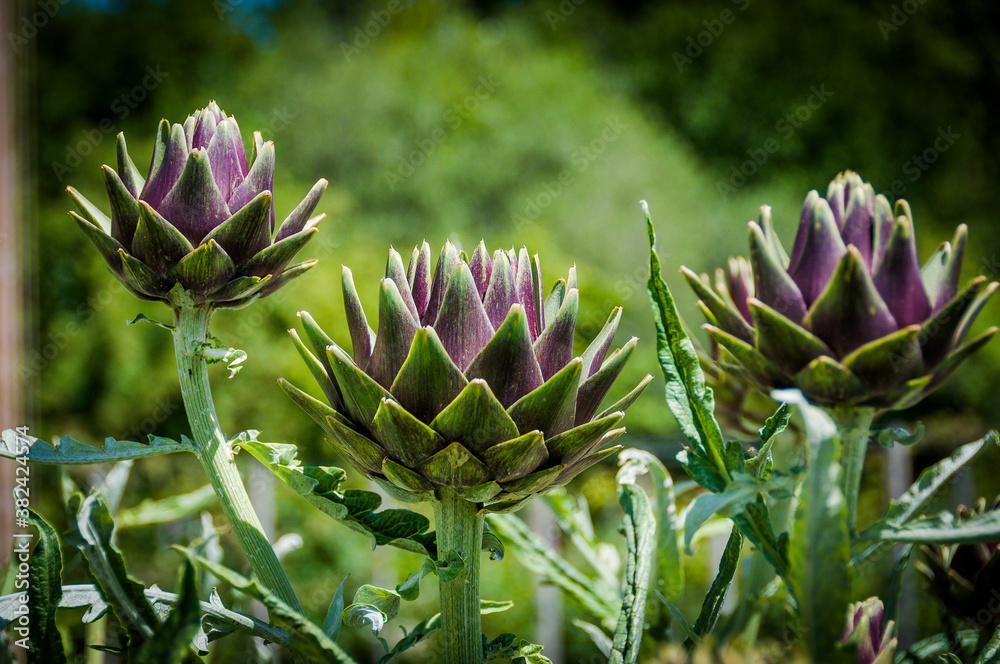 Basel, Artischocke, Cynara Scolymus, Artischockenblüte, Korbblütler, Blütengemüse, Gemüse, Gemüsegarten, Heilpfanze, Baselland, Nordwestschweiz, Sommer, Schweiz Basel, Artischocke, Cynara Scolymus, Artischockenblüte, Korbblütler, Blütengemüse, Gemüse, Gemüsegarten, Heilpfanze, Baselland, Nordwestschweiz, Sommer, Schweiz