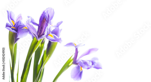 Japanese irises. Decorative flowers isolated on white