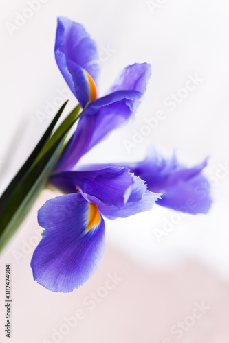 Japanese iris flower over light gray blurred background,