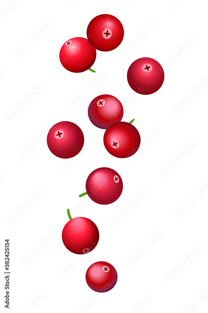 falling lingonberry or cranberry, vector illustration. falling lingonberry or cranberry, vector illustration.