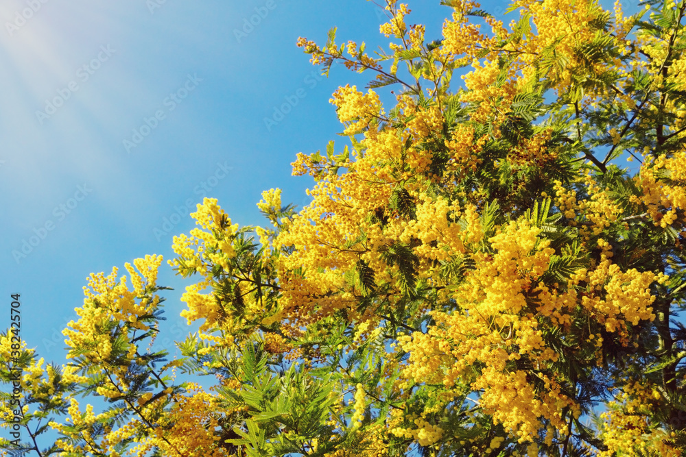 Spring flowers. Yellow flowers of Acacia dealbata ( mimosa ) tree against blue sky
