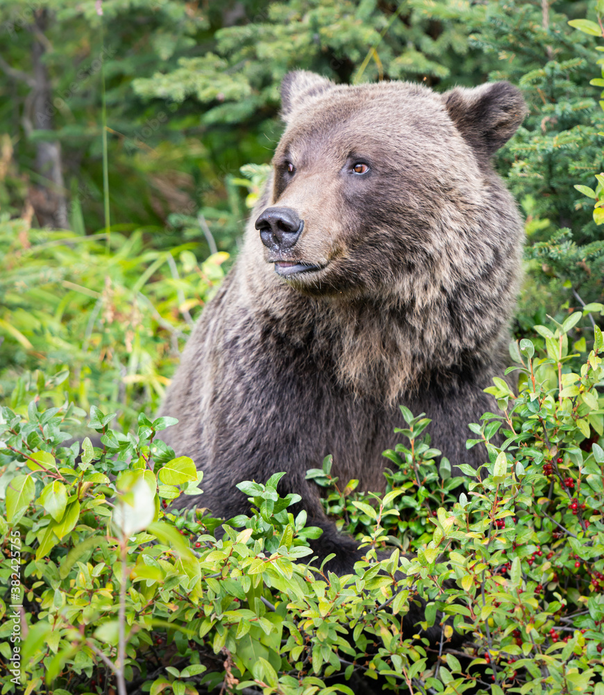 Grizzly bear in the wild Grizzly bear in the wild