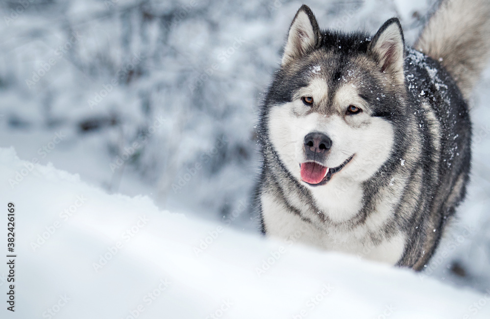 dog runs frosty winter snowy forest, alaskan malamute