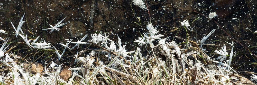 Dry green and yellow grass covered with white shining rime on black ground in winter forest in early sunny morning closeup flat lay. Environment concept Dry green and yellow grass covered with white shining rime on black ground in winter forest in early sunny morning closeup flat lay. Environment concept