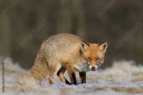 Fototapeta samoprzylepna lis
