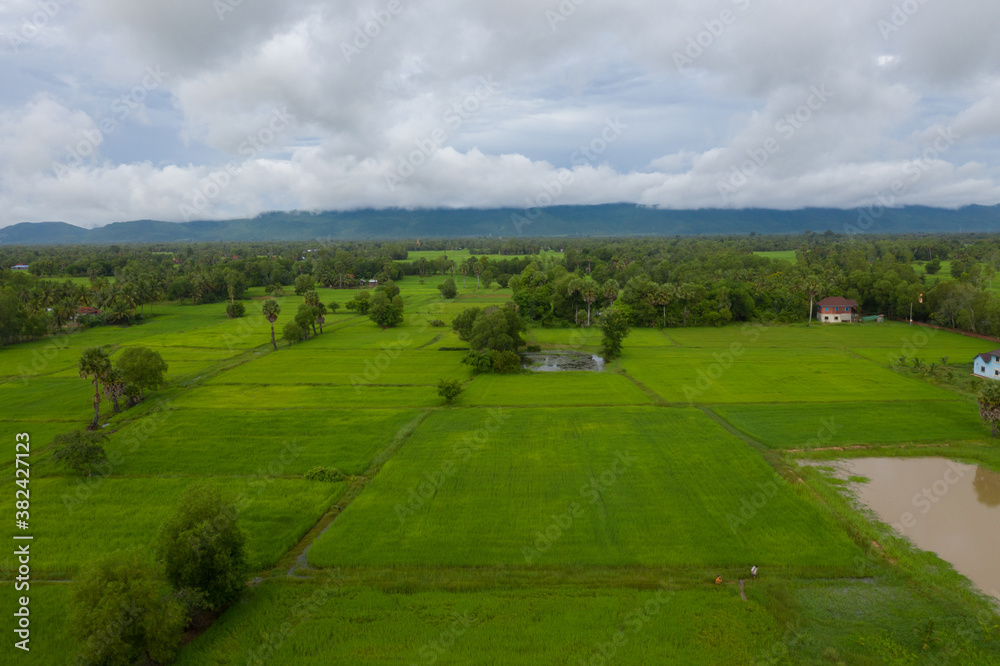 beautiful but unfocussed green grass after rain with dark cloudy sky green ricefield isolated in the island pangandaran . Scenic view of green ricefields in the Cambodia