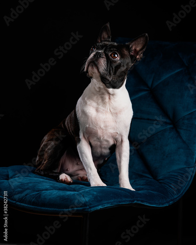 Boston Terrier photo