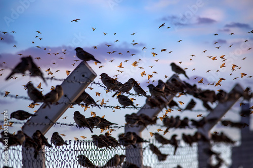 Barbed wire birds. Blue sky background.