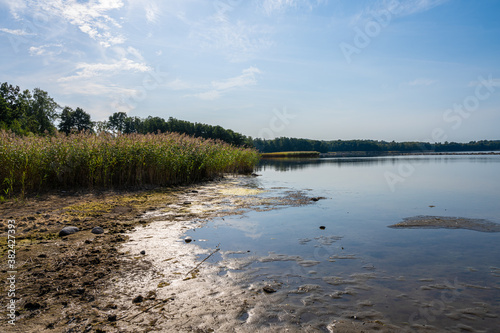 A backlit photo of a beautiful scenery with reed at a lake one of the latest days of summer. Picture from Ringsjon, Scania, southern Sweden