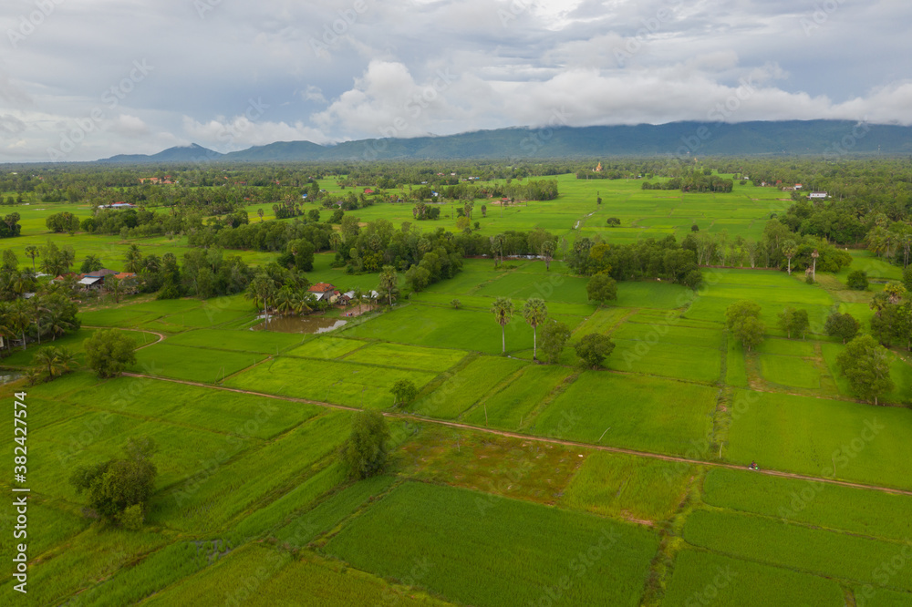beautiful but unfocussed green grass after rain with dark cloudy sky green ricefield isolated in the island pangandaran . Scenic view of green ricefields in the Cambodia
