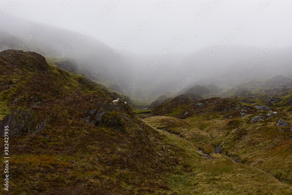 Mountain Sheep in Wicklow, Ireland