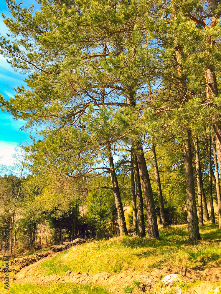Fototapeta premium autumn forest in the autumn