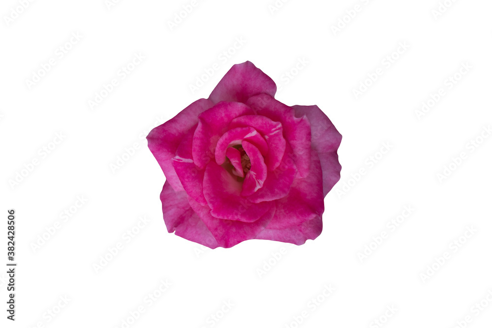 Pink rose isolated on white background with clipping path. Pink rose isolated on white background with clipping path.