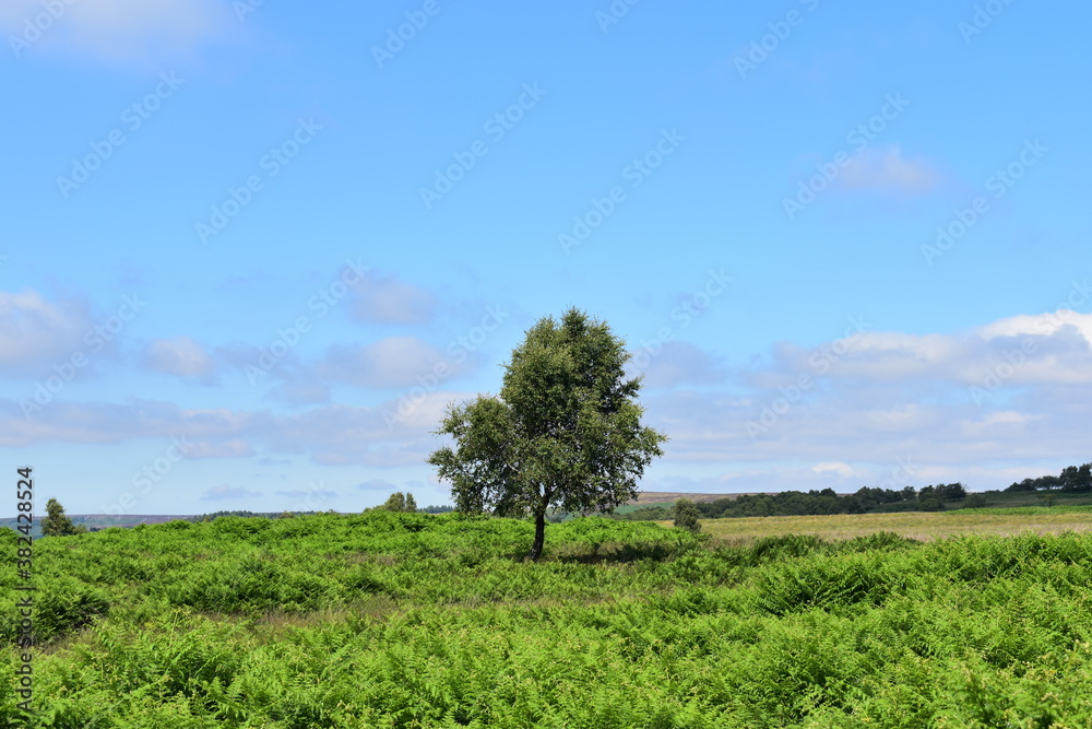 Obraz premium A lonely tree