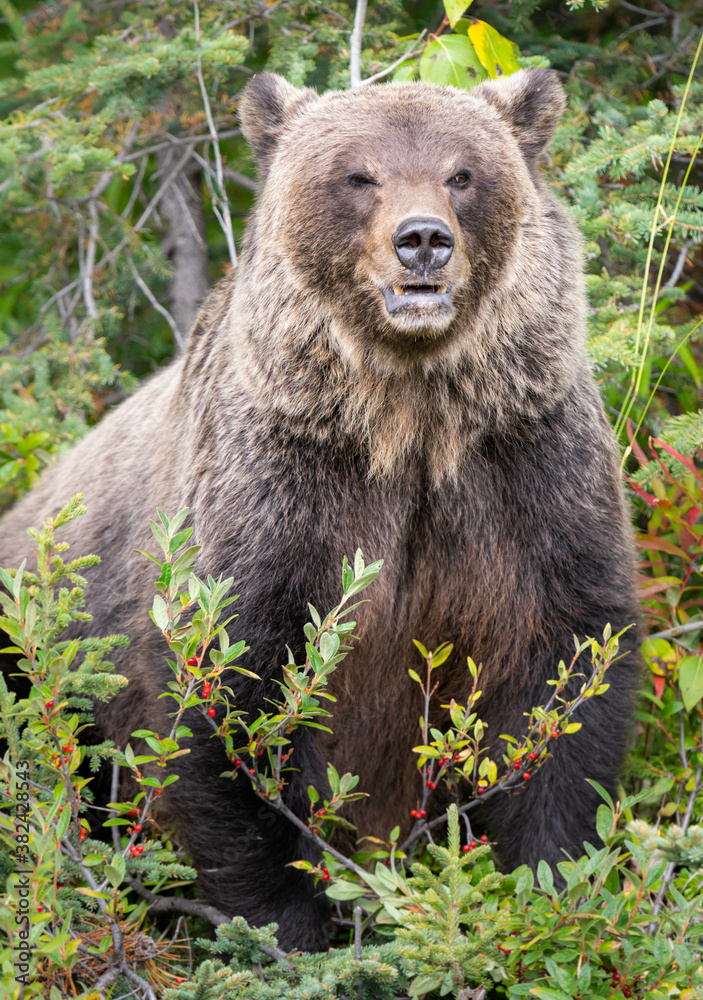 Fototapeta premium Grizzly bear in the wild