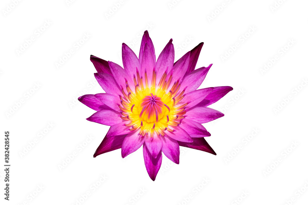 Water lily or lotus flower isolated on white background with clipping path.