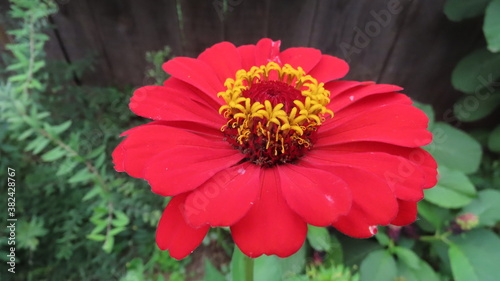Zinnia flower in garden