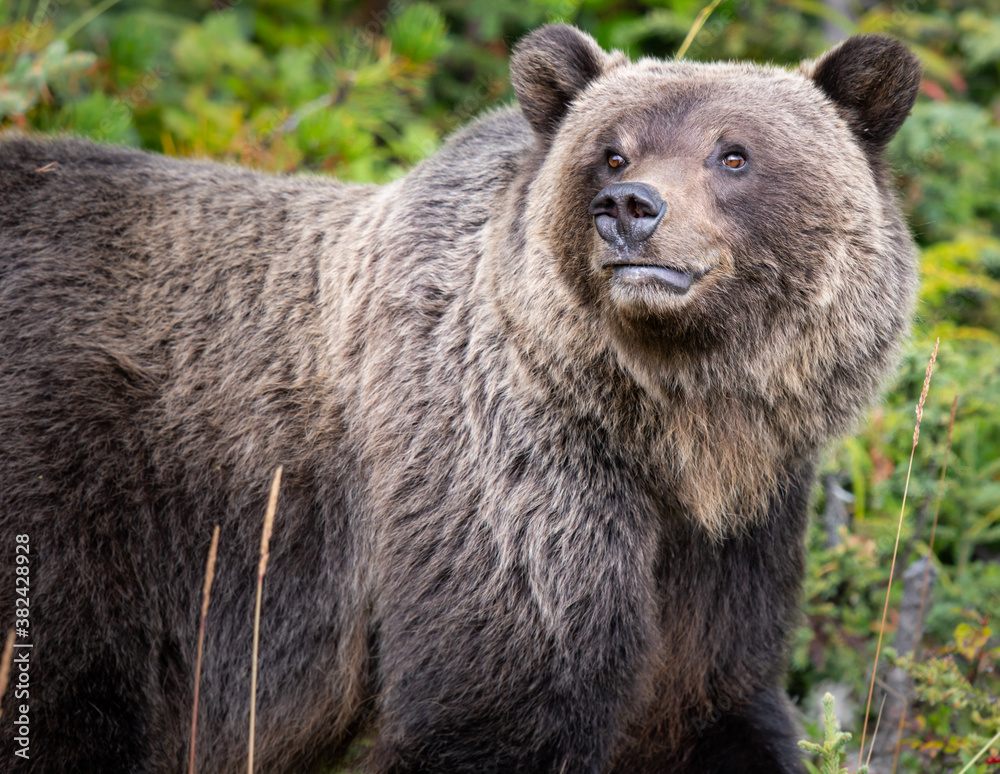 Grizzly bear in the wild Grizzly bear in the wild