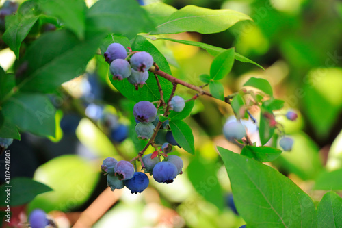 Fototapeta Naklejka Na Ścianę i Meble -  Blueberries at a branch in a garden