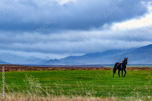 Icelandic Horse © peter@fownes.us