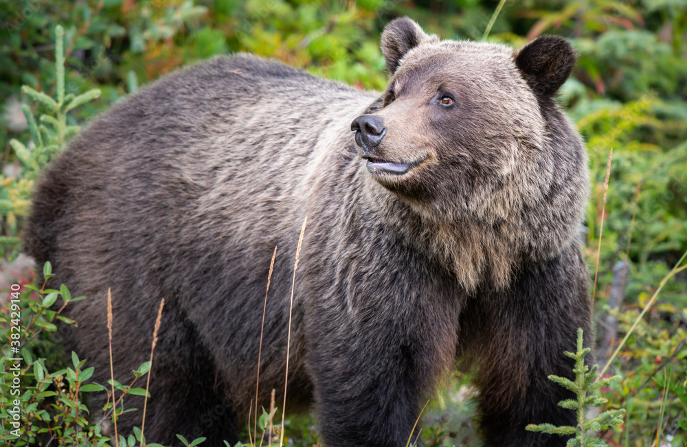 Grizzly bear in the wild