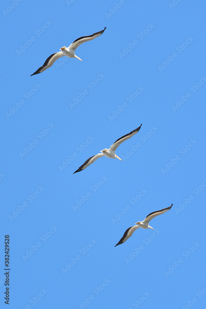 Sea Birds flying in a formation Sea Birds flying in a formation