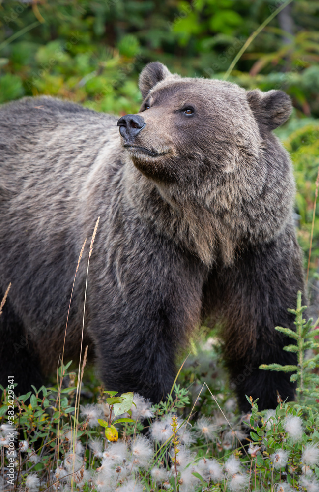 Grizzly bear in the wild